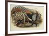 Lady Amherst's Pheasant-Henry Constantine Richter-Framed Giclee Print