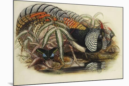 Lady Amherst's Pheasant-Henry Constantine Richter-Mounted Giclee Print