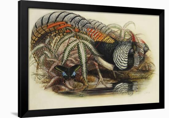 Lady Amherst's Pheasant-Henry Constantine Richter-Framed Giclee Print