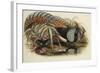 Lady Amherst's Pheasant-Henry Constantine Richter-Framed Giclee Print