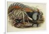 Lady Amherst's Pheasant-Henry Constantine Richter-Framed Giclee Print