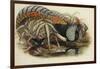 Lady Amherst's Pheasant-Henry Constantine Richter-Framed Giclee Print