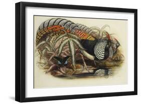 Lady Amherst's Pheasant-Henry Constantine Richter-Framed Giclee Print