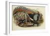 Lady Amherst's Pheasant-Henry Constantine Richter-Framed Giclee Print