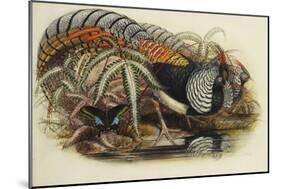 Lady Amherst's Pheasant-Henry Constantine Richter-Mounted Giclee Print