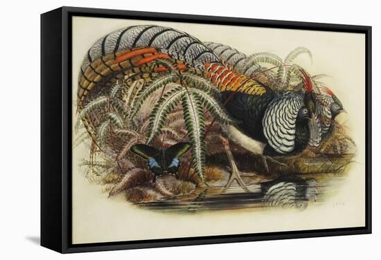 Lady Amherst's Pheasant-Henry Constantine Richter-Framed Stretched Canvas