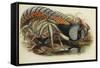 Lady Amherst's Pheasant-Henry Constantine Richter-Framed Stretched Canvas