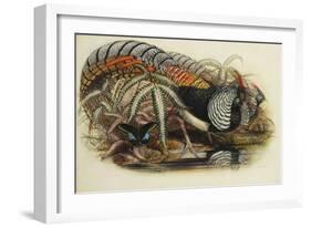 Lady Amherst's Pheasant-Henry Constantine Richter-Framed Giclee Print