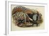 Lady Amherst's Pheasant-Henry Constantine Richter-Framed Giclee Print