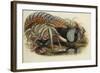 Lady Amherst's Pheasant-Henry Constantine Richter-Framed Giclee Print