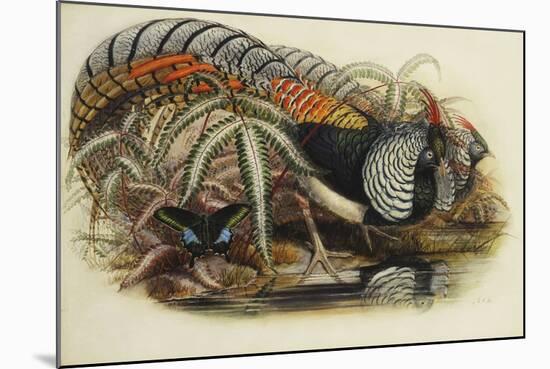 Lady Amherst's Pheasant-Henry Constantine Richter-Mounted Giclee Print