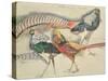 Lady Amherst's Pheasant-Theo van Rysselberghe-Stretched Canvas