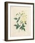 Lady Banks' Rose, from 'Choix Des Plus Belles Fleurs Et Des Plus Beaux Fruits', Vol. I, 1827-33-Pierre-Joseph Redouté-Framed Giclee Print