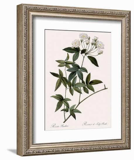 Lady Banks's Rose-Pierre Joseph Redoute-Framed Giclee Print