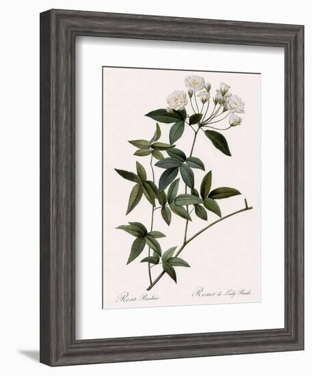 Lady Banks's Rose-Pierre Joseph Redoute-Framed Giclee Print