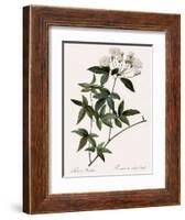 Lady Banks's Rose-Pierre Joseph Redoute-Framed Giclee Print