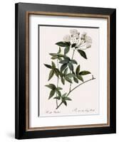 Lady Banks's Rose-Pierre Joseph Redoute-Framed Giclee Print