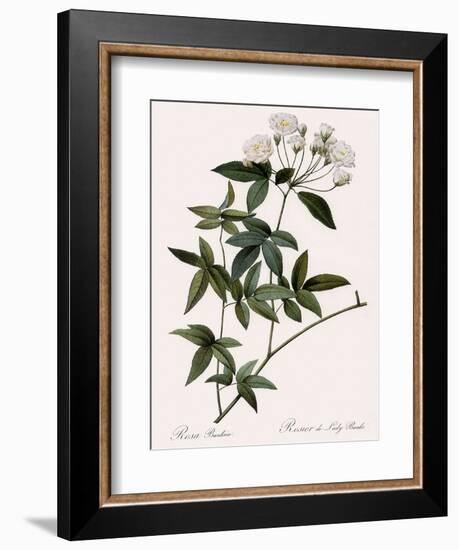 Lady Banks's Rose-Pierre Joseph Redoute-Framed Giclee Print