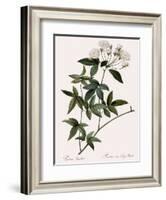 Lady Banks's Rose-Pierre Joseph Redoute-Framed Giclee Print