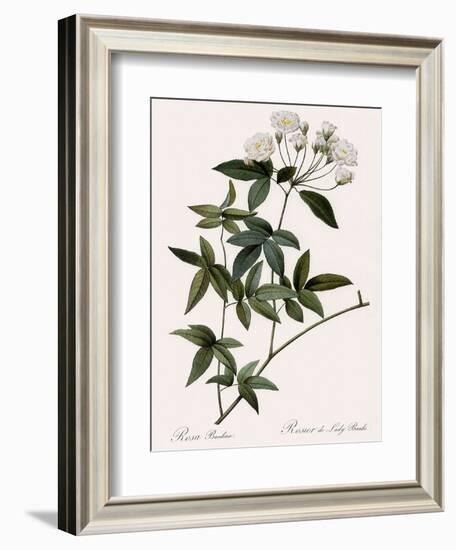 Lady Banks's Rose-Pierre Joseph Redoute-Framed Giclee Print