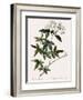 Lady Banks's Rose-Pierre Joseph Redoute-Framed Giclee Print