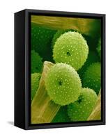 Lady Bell Plant Pollen-Micro Discovery-Framed Stretched Canvas
