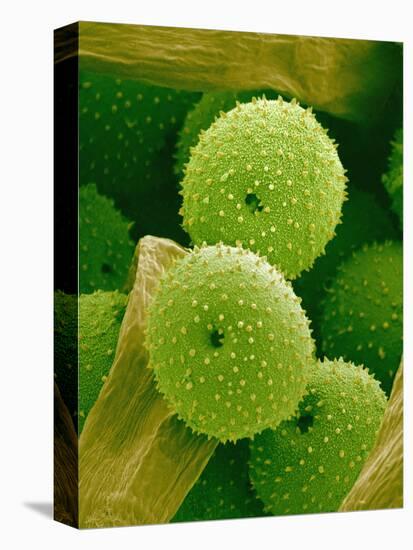 Lady Bell Plant Pollen-Micro Discovery-Stretched Canvas