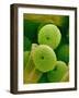 Lady Bell Plant Pollen-Micro Discovery-Framed Photographic Print