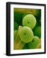 Lady Bell Plant Pollen-Micro Discovery-Framed Photographic Print