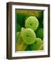 Lady Bell Plant Pollen-Micro Discovery-Framed Photographic Print