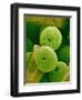 Lady Bell Plant Pollen-Micro Discovery-Framed Photographic Print