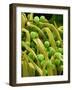 Lady Bell Plant Pollen-Micro Discovery-Framed Photographic Print