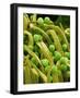 Lady Bell Plant Pollen-Micro Discovery-Framed Photographic Print