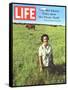 Lady Bird Johnson, August 13, 1965-Stan Wayman-Framed Stretched Canvas