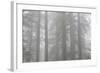 Lady Bird Johnson Grove in Fog, Prairie Creek Redwoods SP, California-Rob Sheppard-Framed Photographic Print