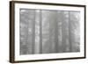 Lady Bird Johnson Grove in Fog, Prairie Creek Redwoods SP, California-Rob Sheppard-Framed Photographic Print