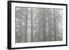 Lady Bird Johnson Grove in Fog, Prairie Creek Redwoods SP, California-Rob Sheppard-Framed Photographic Print