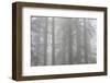 Lady Bird Johnson Grove in Fog, Prairie Creek Redwoods SP, California-Rob Sheppard-Framed Photographic Print