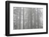 Lady Bird Johnson Grove in Fog, Prairie Creek Redwoods SP, California-Rob Sheppard-Framed Photographic Print