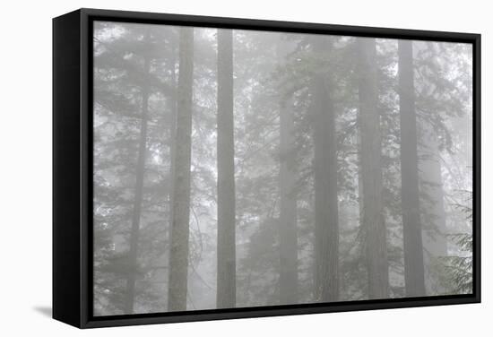 Lady Bird Johnson Grove in Fog, Prairie Creek Redwoods SP, California-Rob Sheppard-Framed Stretched Canvas