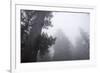 Lady Bird Johnson Grove in Fog, Prairie Creek Redwoods SP, California-Rob Sheppard-Framed Photographic Print