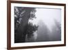 Lady Bird Johnson Grove in Fog, Prairie Creek Redwoods SP, California-Rob Sheppard-Framed Photographic Print