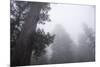 Lady Bird Johnson Grove in Fog, Prairie Creek Redwoods SP, California-Rob Sheppard-Mounted Photographic Print