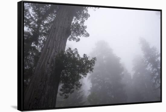 Lady Bird Johnson Grove in Fog, Prairie Creek Redwoods SP, California-Rob Sheppard-Framed Stretched Canvas