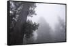 Lady Bird Johnson Grove in Fog, Prairie Creek Redwoods SP, California-Rob Sheppard-Framed Stretched Canvas