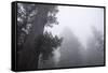Lady Bird Johnson Grove in Fog, Prairie Creek Redwoods SP, California-Rob Sheppard-Framed Stretched Canvas