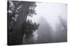 Lady Bird Johnson Grove in Fog, Prairie Creek Redwoods SP, California-Rob Sheppard-Stretched Canvas