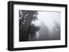 Lady Bird Johnson Grove in Fog, Prairie Creek Redwoods SP, California-Rob Sheppard-Framed Photographic Print