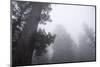 Lady Bird Johnson Grove in Fog, Prairie Creek Redwoods SP, California-Rob Sheppard-Mounted Photographic Print