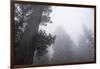 Lady Bird Johnson Grove in Fog, Prairie Creek Redwoods SP, California-Rob Sheppard-Framed Photographic Print